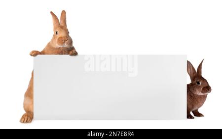 Süße, lustige Häschen, die aus dem leeren Banner gucken, Platz für Text. Ostersymbol Stockfoto