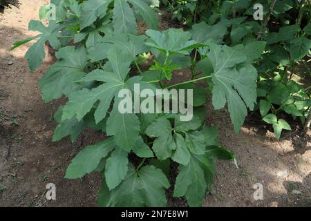 Eine reife Damenfinger- oder Okra-Pflanze (Abelmoschus Esculentus) im Garten, bereit für die Blüte Stockfoto