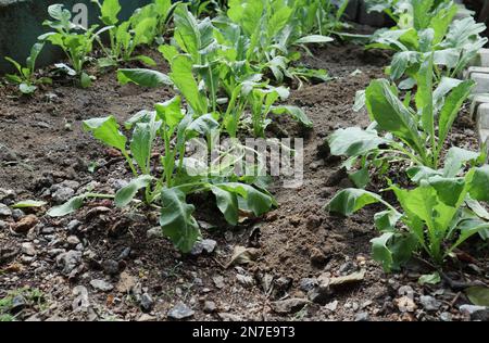 Kultivierte Rettiche wachsen auf rauem Boden in Reihen in einem städtischen Garten Stockfoto