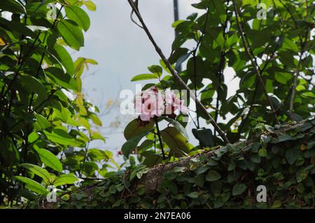 Violette Blüten auf der Strophanthus Gratus Pflanze in der Nähe einer Wand, die mit schleichenden Feigenreben bedeckt ist Stockfoto