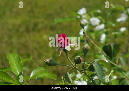 Eine blühende rote Rosenblüte mit wenigen ungeöffneten Rosenknospen im Garten Stockfoto