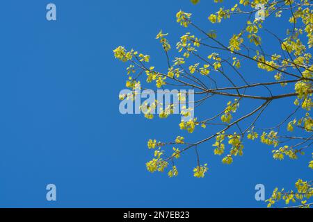 Zweig mit jungen gelb-grünen Blättern einer Holly Eiche vor einem blauen Himmel mit Kopierraum in horizontaler Form Stockfoto