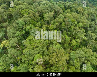 Tropische Wälder können große Mengen an Kohlendioxid aus der Atmosphäre aufnehmen. Stockfoto