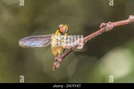 Bee-Fly (Villa ixion), der sich morgens auf brench ruht, Haare auf Körper und Augen zeigt, Makroaufnahme eines Insekts. Stockfoto