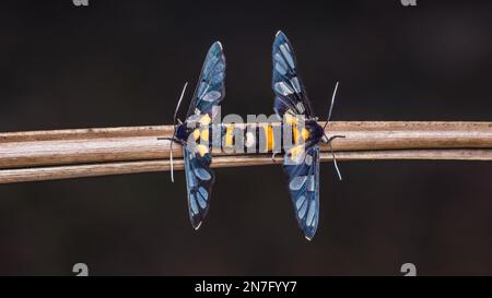 Wespenmotte, Tigermotte paart sich auf getrocknetem Kokosblatt, isolierter Naturhintergrund. Stockfoto