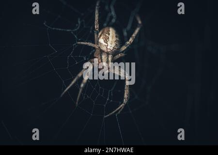 Nahaufnahme einer Brückenspinne (Larinioides sclopetarius) mit einem Netz auf schwarzem Hintergrund Stockfoto