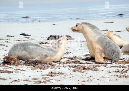 Zwei Seelöwenjungen, die am Strand spielen Stockfoto