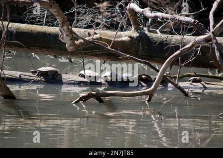 Sieben Schildkröten sitzen auf einem Baumstamm im See Stockfoto