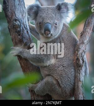 Wilder Koala zum Entspannen während des Tages im Baum Stockfoto