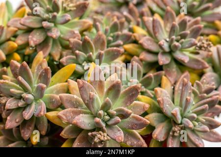 Graptosedum franchesco baldi Succulents, Nahaufnahme Stockfoto