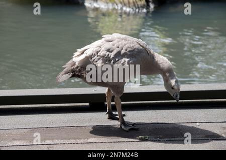 Der karge Gosling ist grau mit einem schwarzen Schnabel Stockfoto