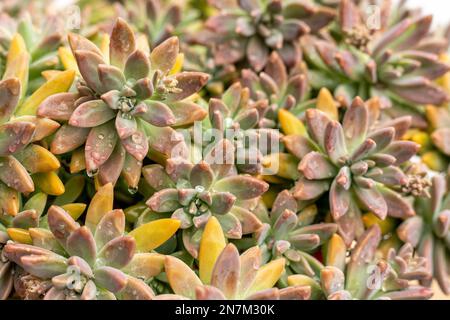 Darley Sunshine Succlent plant Clsoeup View Stockfoto