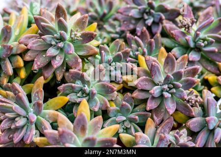 Graptosedum wechselte im Winter die Farbe Stockfoto