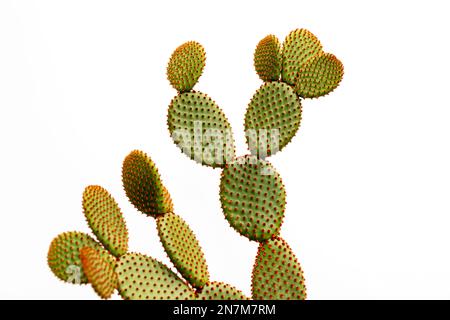 Orangenhäschenohrkaktus auf weißem Hintergrund isoliert Stockfoto