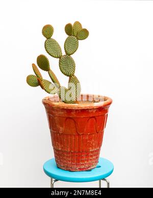 Opuntia microdasys cactus in rotem Topf auf weißem Hintergrund Stockfoto