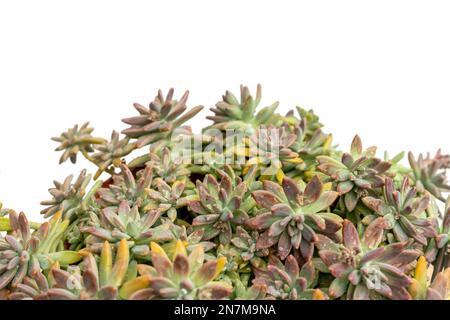 Schöne Sedum-Sukkulenten mit Kopierraum Stockfoto