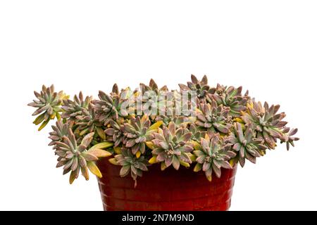 Graptosedum-Sukkulente in einem auf weißem Hintergrund isolierten Topf Stockfoto