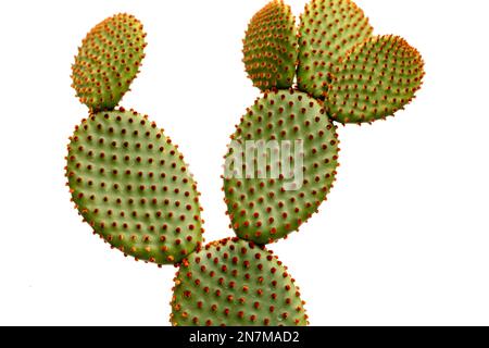 Opuntia-Häschenohren-Kaktus-Orange-Farbe isoliert auf weißem Hintergrund Stockfoto