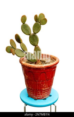 Schöner Hasenohren-Kaktus in rotem Topf Stockfoto