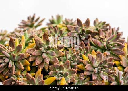 Graptosedum veränderte Farbe durch Stress im Winter Stockfoto