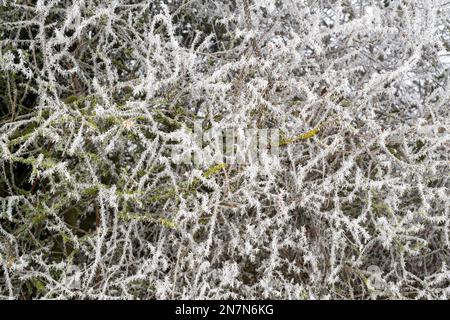 Prunus spinosa. Schwarzdornbusch bedeckt mit einem Eisfrost in der englischen Landschaft Stockfoto