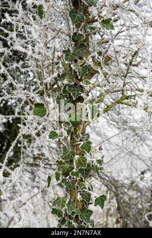 Frosty Ivy bedeckt einen Baum in der englischen Landschaft. UK Stockfoto