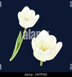 Zwei wunderschöne, wässrige weiße Tulpen auf schwarzem Hintergrund Stockfoto