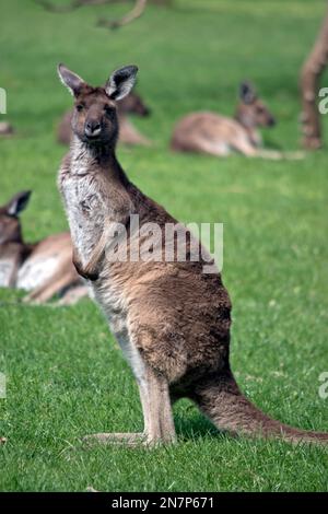 Das westliche graue Känguru steht auf seinen Hinterbeinen Stockfoto