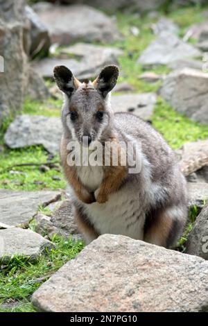 Das ist ein junges, gelbes Felswallaby Stockfoto