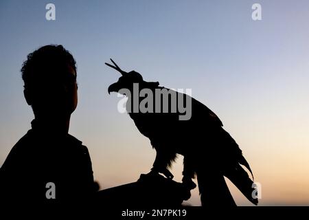 Borg El Arab, Ägypten. 10. Februar 2023. Ein Falconer hält seinen Vogel während des Horus-Rennens um Greifvögel, das vom Egypt Falconers Club in der Wüste von Borg al-Arab bei Alexandria organisiert wurde. Das Rennen ist nach dem alten ägyptischen falkenköpfigen gott „Horus“ benannt und bringt Falkner aus ganz Ägypten, um die Fähigkeiten ihres Raptors in der Jagd und Fluggeschwindigkeit zu zeigen. Kredit: Gehad Hamdy/dpa/Alamy Live News Stockfoto