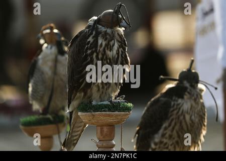 Borg El Arab, Ägypten. 10. Februar 2023. Falken werden beim Horus-Rennen um Greifvögel, das vom Egypt Falconers Club in der Wüste von Borg al-Arab bei Alexandria organisiert wird, fotografiert. Das Rennen ist nach dem alten ägyptischen falkenköpfigen gott „Horus“ benannt und bringt Falkner aus ganz Ägypten, um die Fähigkeiten ihres Raptors in der Jagd und Fluggeschwindigkeit zu zeigen. Kredit: Gehad Hamdy/dpa/Alamy Live News Stockfoto