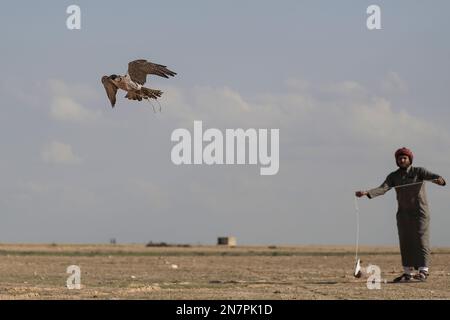 Borg El Arab, Ägypten. 10. Februar 2023. Ein Falke fliegt beim Horus-Rennen um Greifvögel, organisiert vom Egypt Falconers Club in der Wüste von Borg al-Arab bei Alexandria. Das Rennen ist nach dem alten ägyptischen falkenköpfigen gott „Horus“ benannt und bringt Falkner aus ganz Ägypten, um die Fähigkeiten ihres Raptors in der Jagd und Fluggeschwindigkeit zu zeigen. Kredit: Gehad Hamdy/dpa/Alamy Live News Stockfoto