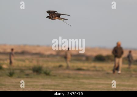 Borg El Arab, Ägypten. 10. Februar 2023. Ein Falke fliegt zu seinem Besitzer während des Horus-Rennens um Raubvögel, organisiert vom Egypt Falconers Club in der Wüste von Borg al-Arab bei Alexandria. Das Rennen ist nach dem alten ägyptischen falkenköpfigen gott „Horus“ benannt und bringt Falkner aus ganz Ägypten, um die Fähigkeiten ihres Raptors in der Jagd und Fluggeschwindigkeit zu zeigen. Kredit: Gehad Hamdy/dpa/Alamy Live News Stockfoto