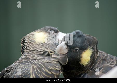 Der schwarze Kakadu mit gelbem Schwanz hat einen grauen Schnabel mit gelber Wange und schwarze Federn mit gelben Kanten Stockfoto