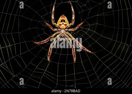 Eine Nahaufnahme einer tropischen Kugel-Weber-Spinne, die in ihrem Spinnennetz auf eine Beute wartet, isoliert auf schwarzem Hintergrund Stockfoto