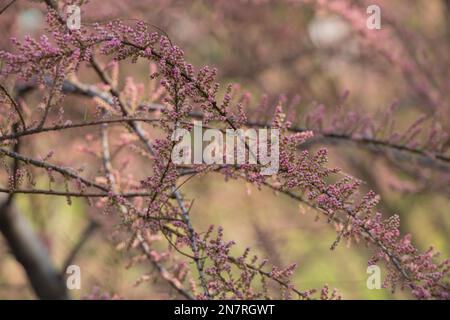 Tamarix-Busch, blühend im Frühling in der Ukraine, blühender Busch Stockfoto