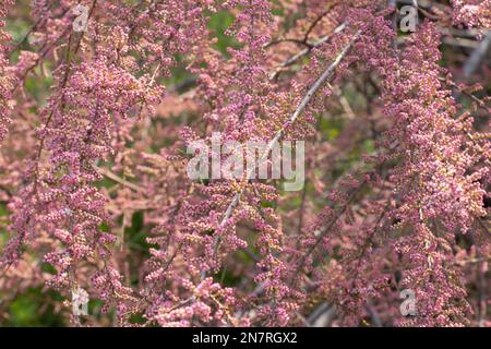 Tamarix-Busch, blühend im Frühling in der Ukraine, blühender Busch Stockfoto