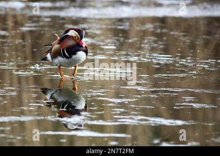 Mandarin Duck läuft auf einem gefrorenen Teich Stockfoto