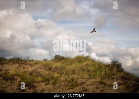 Eine Hühnerweihe, die über das grüne Feld fliegt Stockfoto