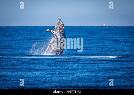 Ein Buckelwal (Megaptera novaeangliae), der vor der Küste von Fremantle, Westaustralien, eindringt Stockfoto