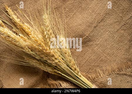 Ein Haufen trockener Stacheln Weizen liegt auf einer Weizenernte Stockfoto