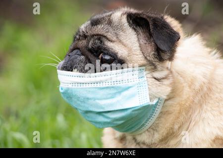 Ein Kuschelhund in einer medizinischen Maske während der Covid-19-Pandemie auf einem Spaziergang auf dem Gras im Park im Frühjahr 2021.. Stockfoto