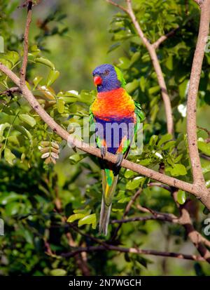 Australischer Regenbogenlorikeet (Papagei), trichoglossus moluccanus, hoch oben auf dem Zweig des betrunkenen Papageienbaums, schotia brachypetala, im Queensland Garden. Stockfoto