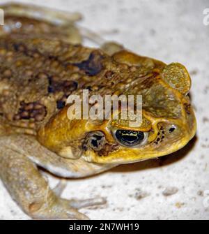 Kopf und Schultern von Rohrkröte, Rhinella Marina, im Queensland Garden. Wildpest nach Australien eingeschleppt. Hässlich und unangenehm. Stockfoto