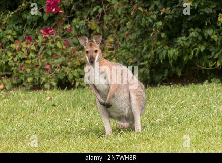 Australischer Mann, wildes, rothaariges Wallaby, Macropus rufogriseus, sitzt auf dem Rasen eines privaten australischen Gartens in Queensland. Häufiger Besuch. Stockfoto