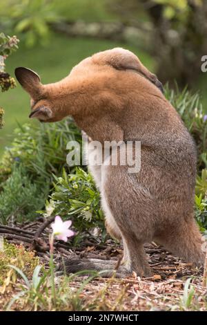 Australischer Mann, wildes, rothaariges Wallaby, Macropus rufogriseus, sitzt auf einem Blumenbeet eines australischen Gartens, Queensland. Häufiger Besuch. Stockfoto