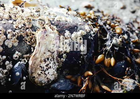 Meeresbewohner, wie Muscheln, Seetang und Barnius, die nach einem Frühlingssturm an der Küste gefunden wurden Stockfoto