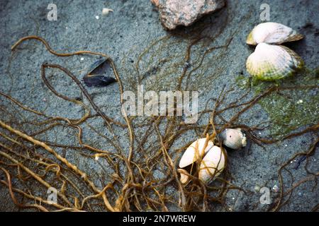 Meeresbewohner, wie Muscheln, Seetang und Barnius, die nach einem Frühlingssturm an der Küste gefunden wurden Stockfoto