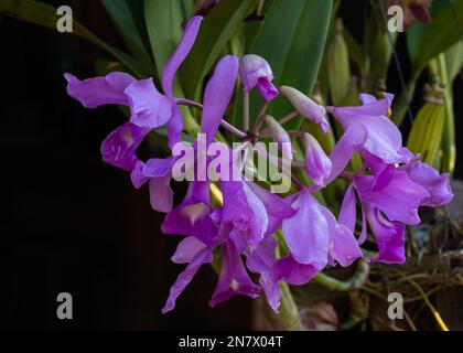 Nahaufnahme der leuchtend lila Blüten von Cattleya Orchideen, die im Freien auf schwarzem Hintergrund blühen Stockfoto