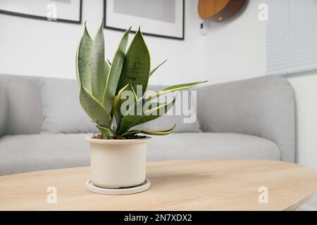 Sansevieria-Zwergsorten in minimalistischen weißen Keramiktöpfen. Dracaena Trifasciata Golden Hahnii Stockfoto